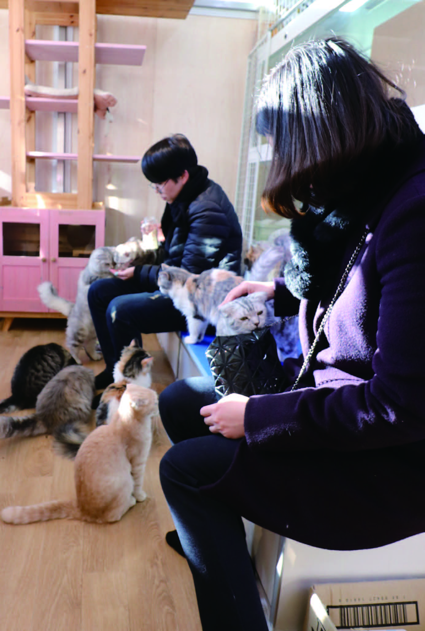캣카페 '나ㅇ야'에서는 고양이를 직접 만지며 놀 수 있다.
