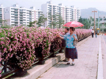 다리난간에 그루백을 이용한 꽃재배(꽃종 : 사피니아) - 구산동 육거리