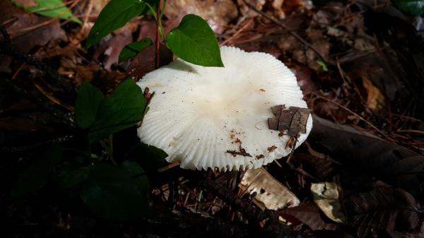독우산광대버섯