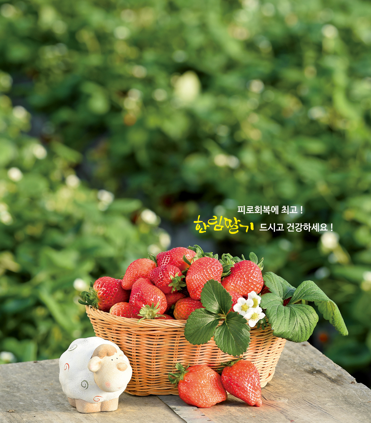 김해딸기 드시고 건강하세요1