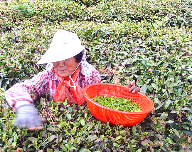 장군차(將軍茶) 햇차 수확1