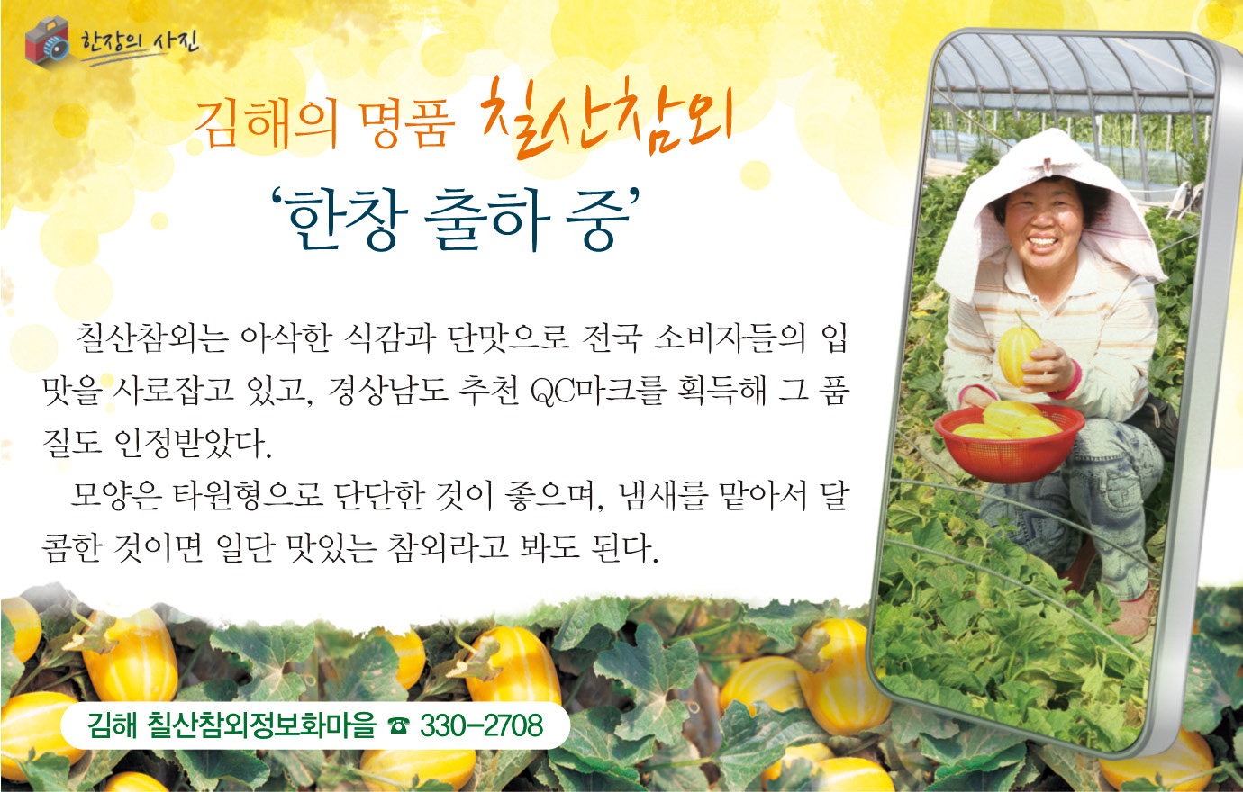 칠산참외는 한창 출하 중1