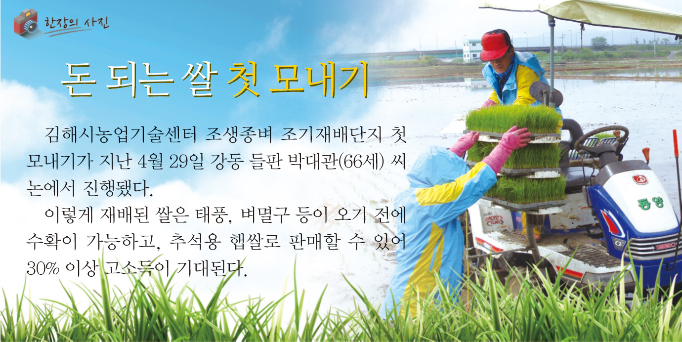 돈 되는 쌀 첫 모내기1