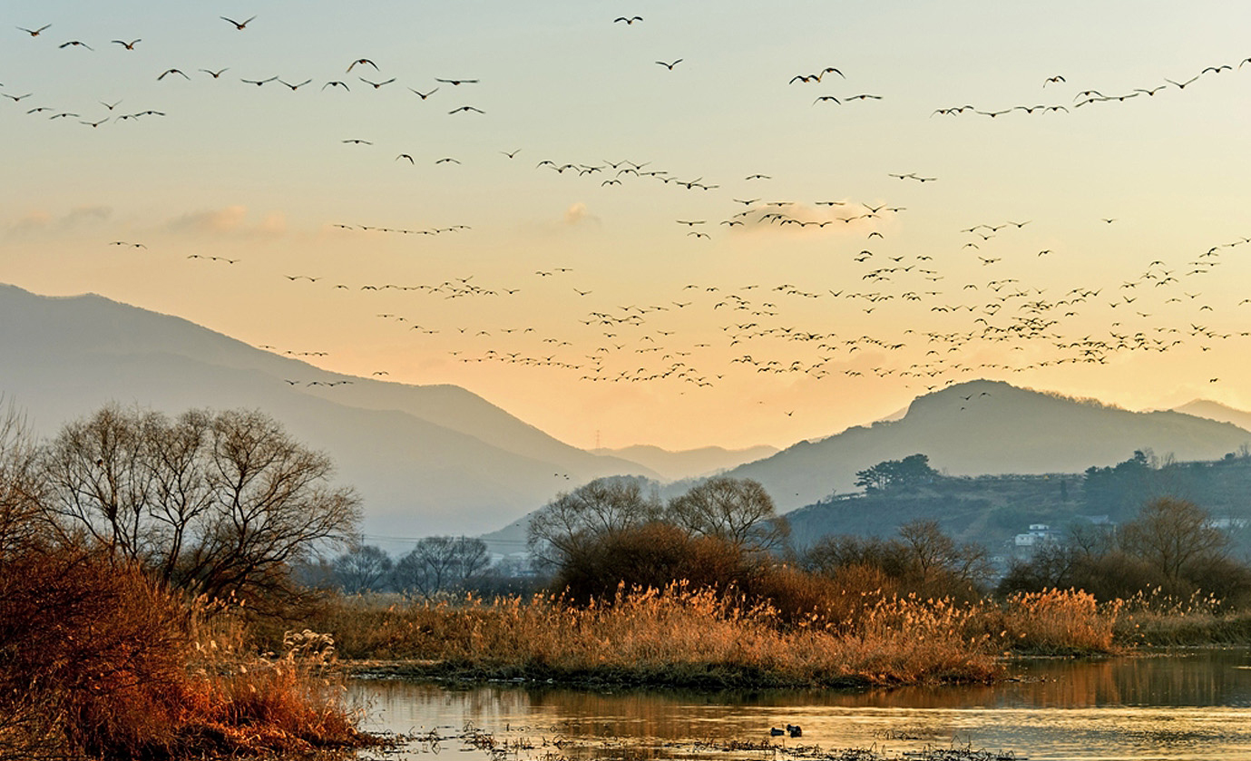 대상 '철새의 꿈'1