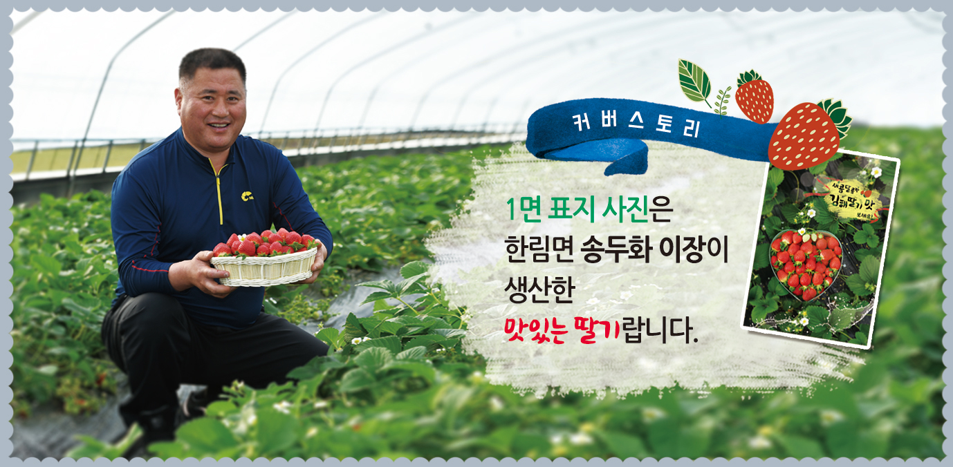 [커버스토리] 한림면 송두화 이장이 생산한 딸기1