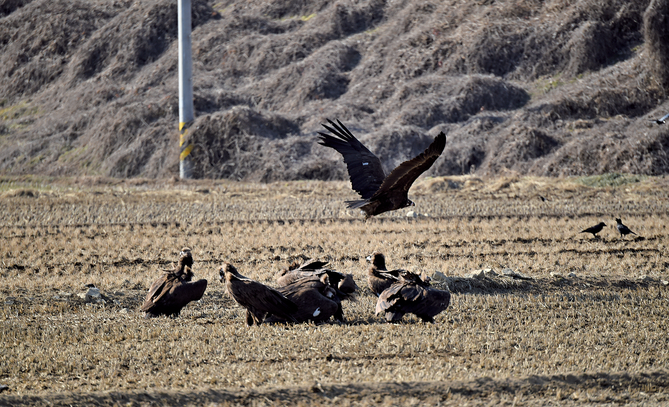 화포천 독수리 먹이주기 '인기'1