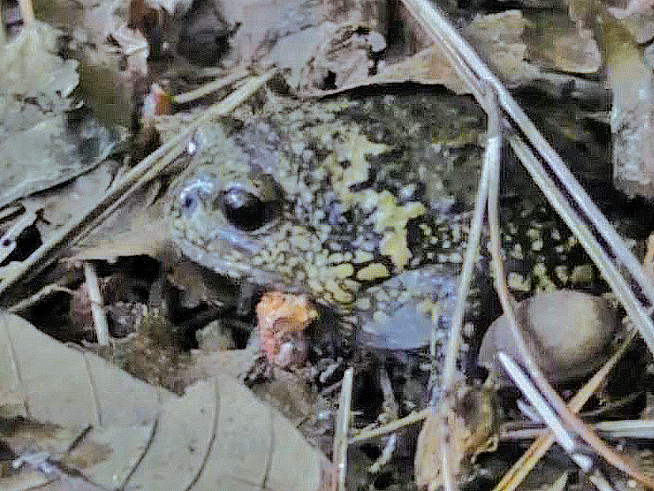 용안저수지, 맹꽁이 서식지 된다1