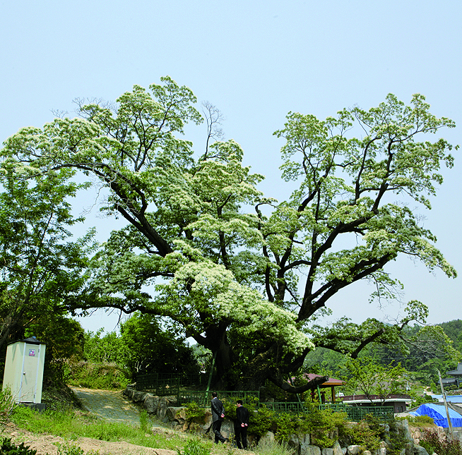 천연기념물 '이팝나무'  영구 보존1