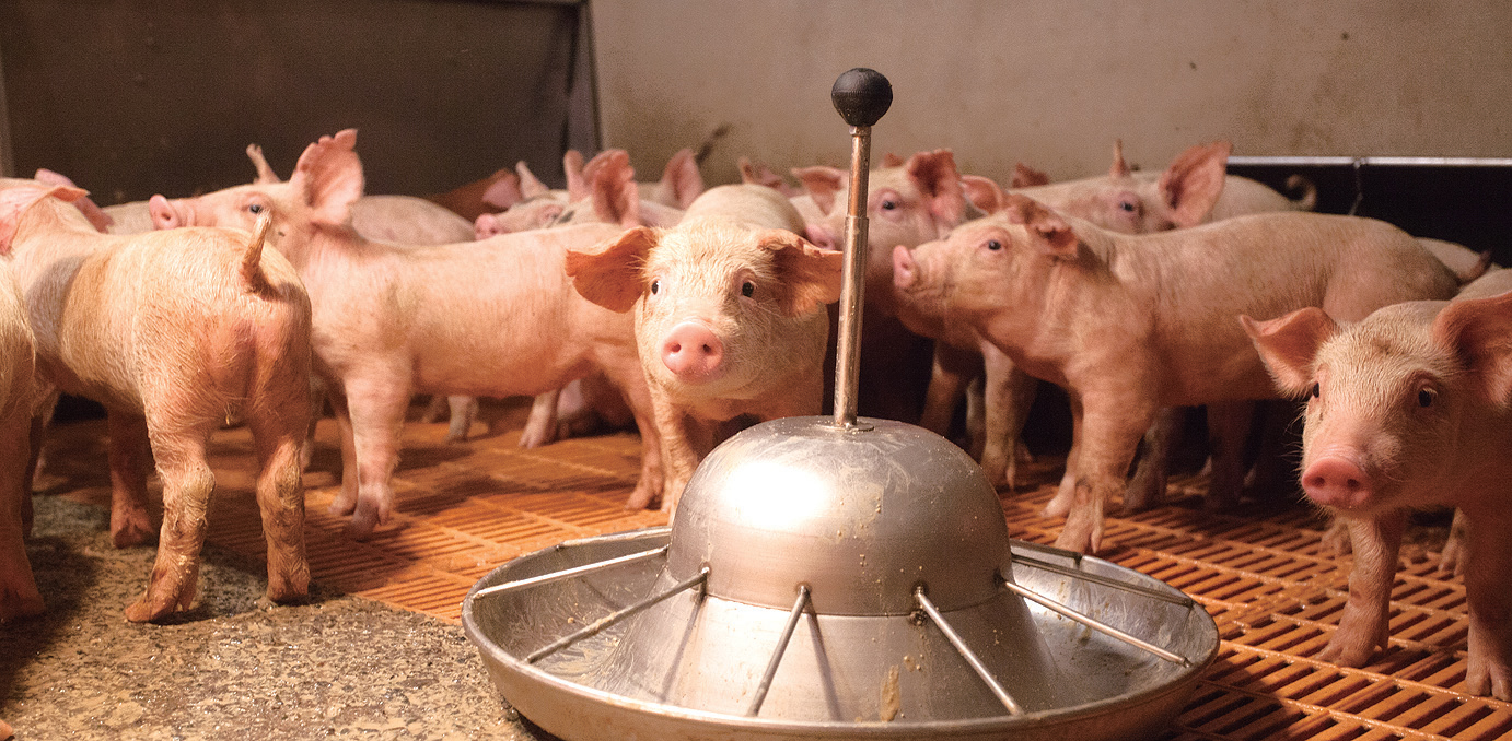 양돈농가 악취 원천차단 노력1