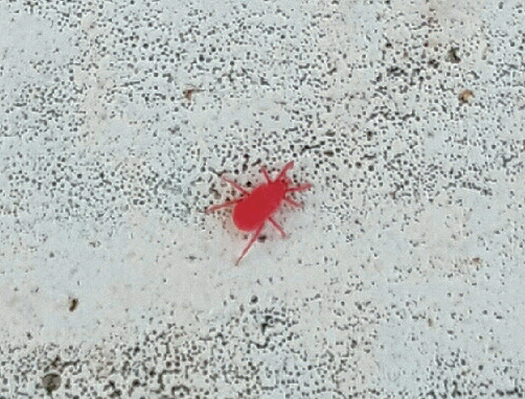 빨간벌레 '다카라다니' 출몰1