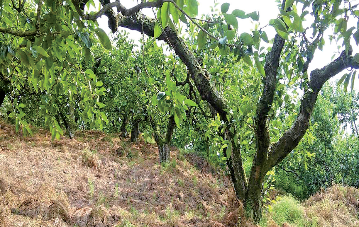 진영은 우리나라 '단감 시배지'1