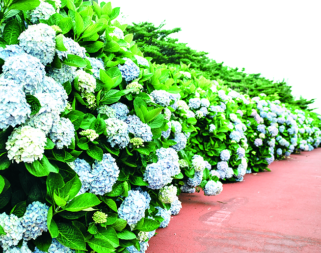 수국 천지 수안마을 만들기1