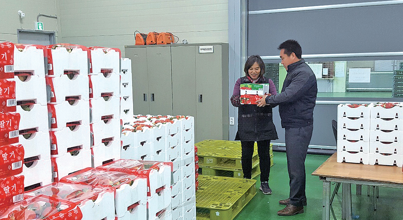 겨울 보약 '김해딸기', 산지에서 바로 구매하세요1