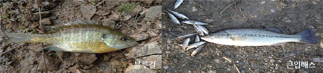 배스, 블루길 삽니다1