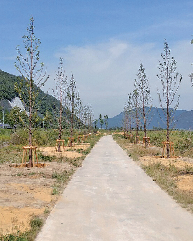 상동 메타쉐쿼이아길 완공1