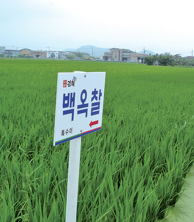 쌀농사, 밥맛으로 승부한다1
