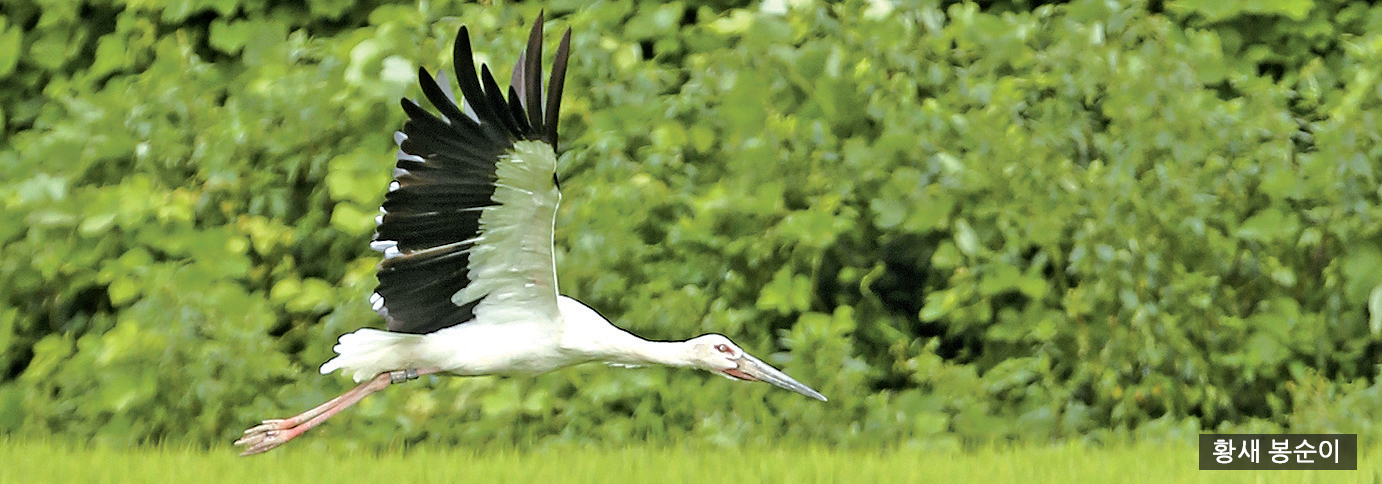 '습지보호지역 지정' 공청회1