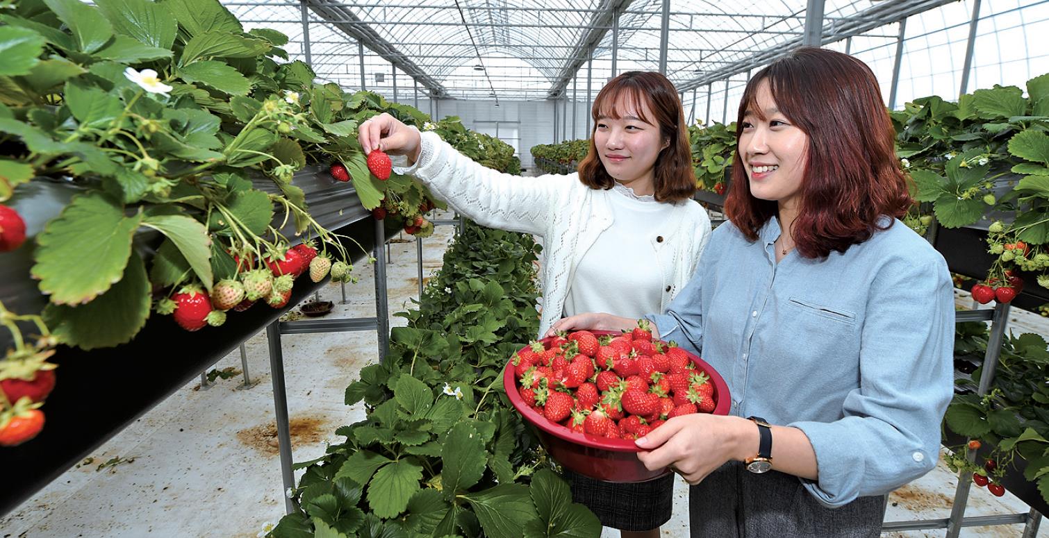 김해딸기, '맛도 영양도 최고'1