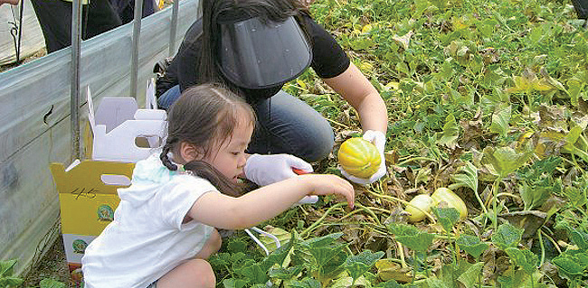 제13회 참외따기 체험행사1