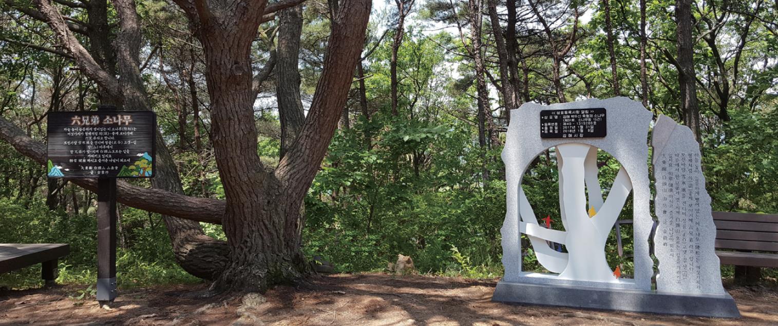 '육형제소나무' 관광 상품화1
