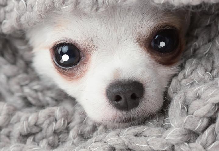 유기동물 입양 지원 확대1