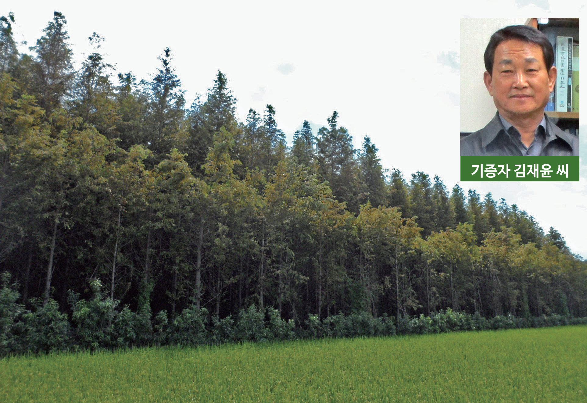 '메타세쿼이아' 400그루 기증1