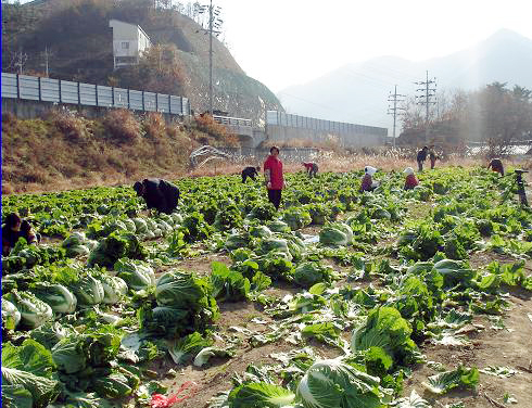 유휴농지활용 자활사업 1석3조1