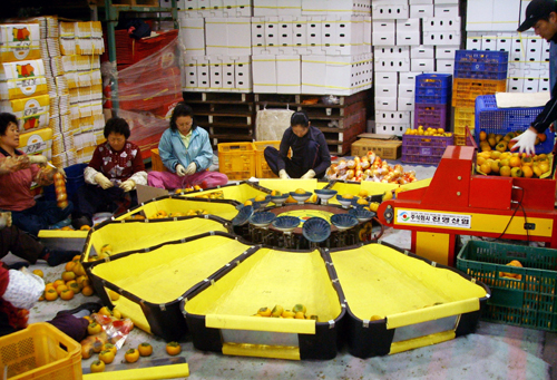 올해 농산물 470억원 수출한다1