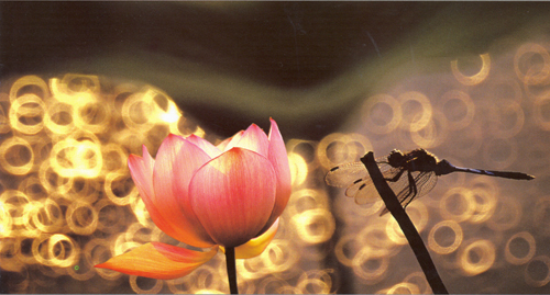 뻘밭에 핀 고귀한 연꽃처럼1