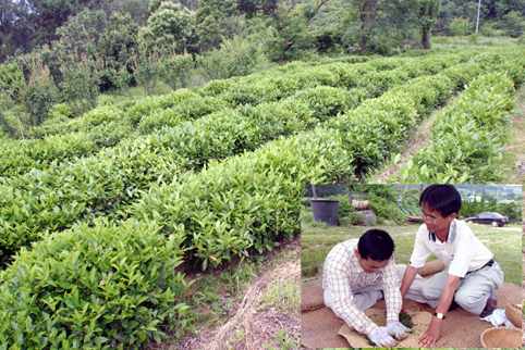 ‘장군차’ 관광 상품 집중 육성한다1