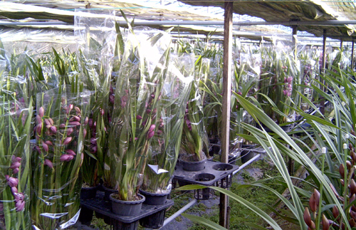 김해 양란 수출 호조1