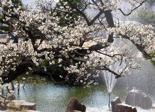 봄의 전령 매화 활짝1