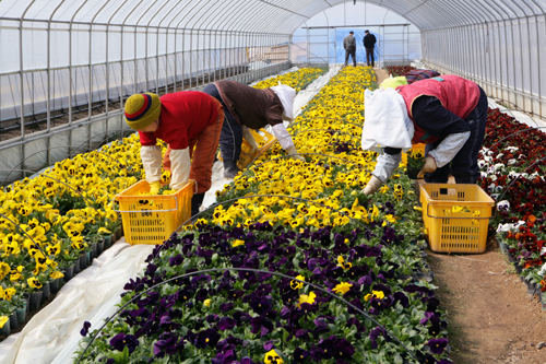 꽃향기 가득한 김해 만든다1