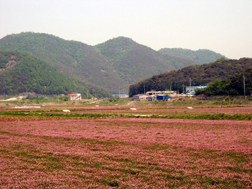 안하 들녁서 자운영 축제1