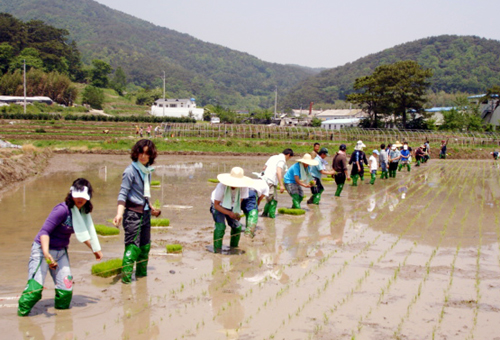 시민과 함께한 모내기축제1
