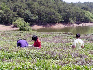 고별 김해 녹차문화제1
