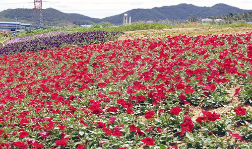 진영쓰레기 매립장이 꽃밭으로 탈바꿈1