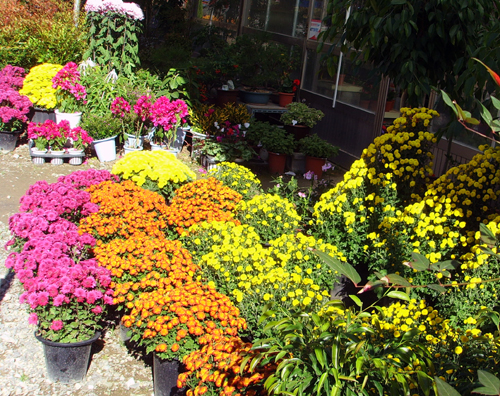 국화꽃 피워 이웃사랑 실천1