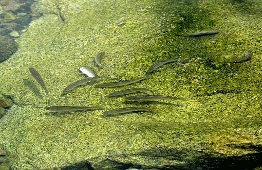 대청천에 은빛 은어 떼 노닌다1