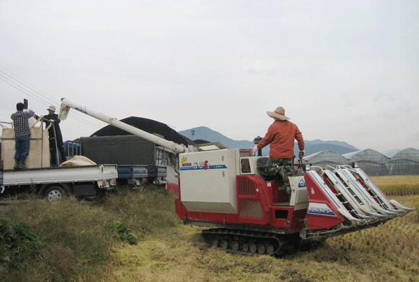 불우이웃 전달 위한 벼 추수1