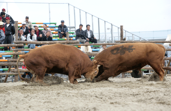제15회 전국민속투우대회 성황1