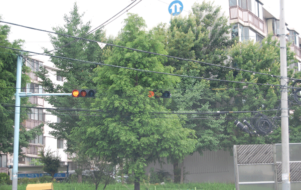 가로수에 둘러싸인 신호등1