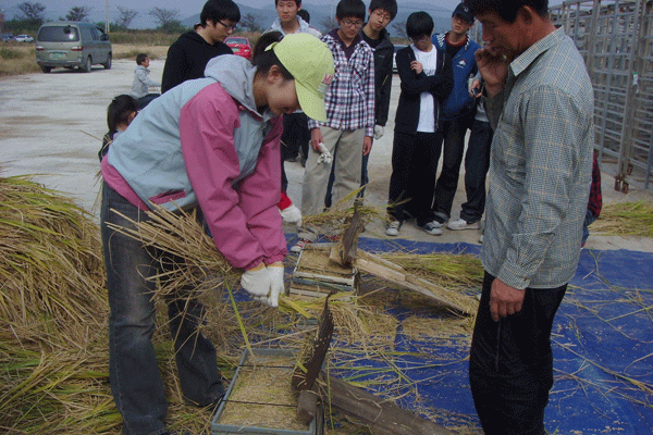 벼 베기 축제 ‘성황’1