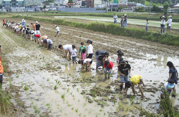 밀사리 체험 한마당 축제1