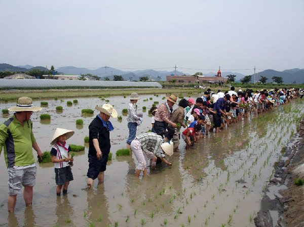 김해시민과 함께하는 모내기 축제1