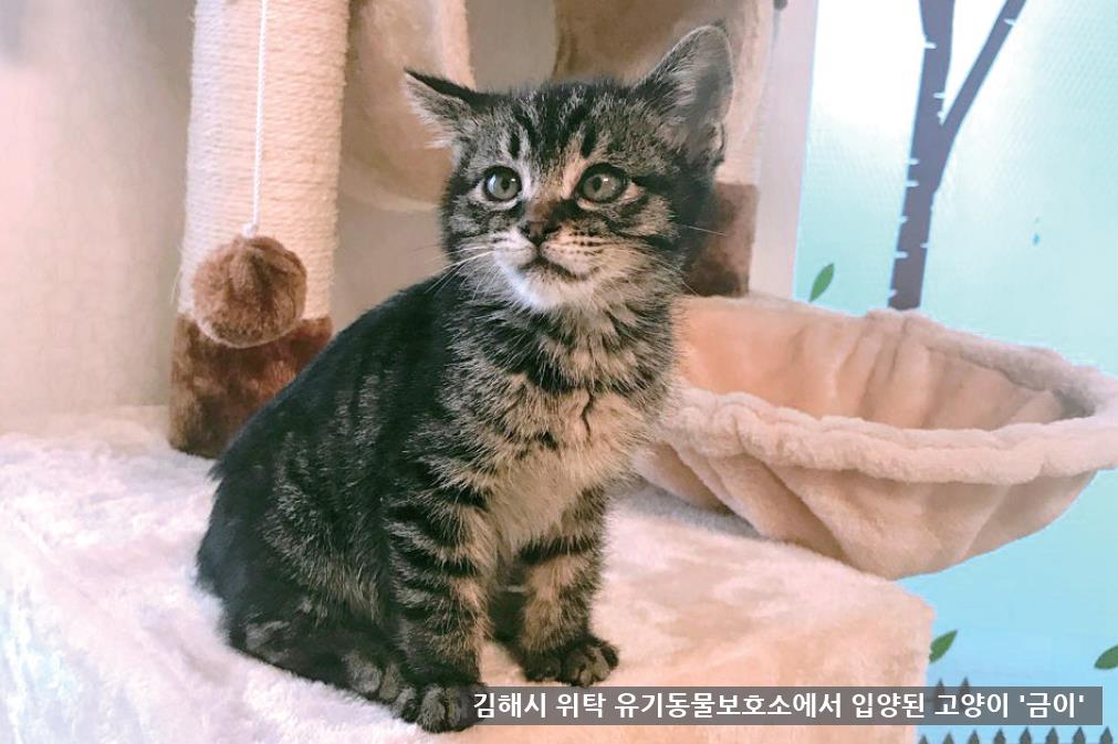 반려동물, 사지 말고 입양하세요0