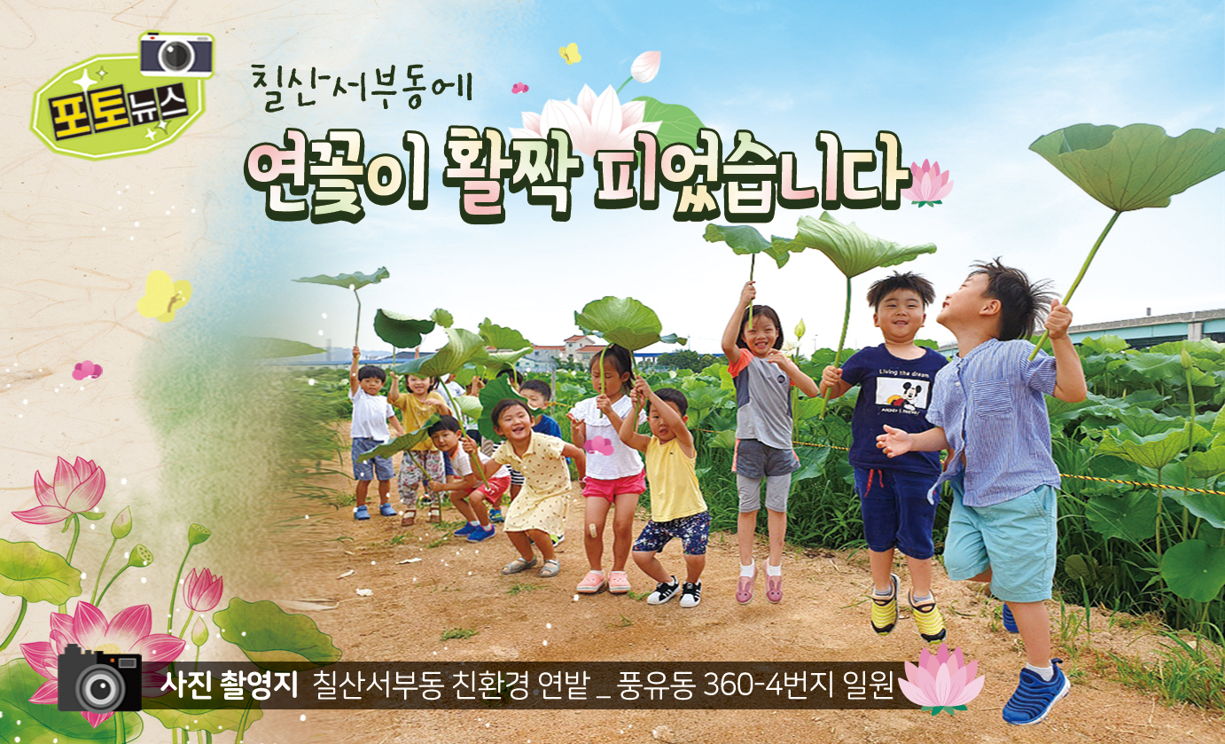 칠산서부동에 연꽃이 활짝 피었습니다.0