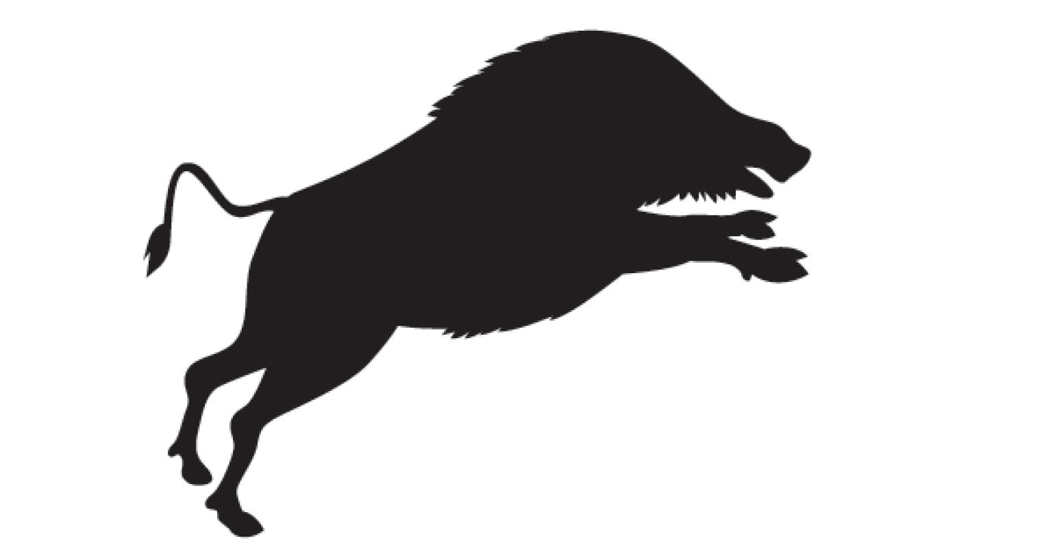 돼지열병 유입 차단  김해시, 멧돼지 포획 총력0