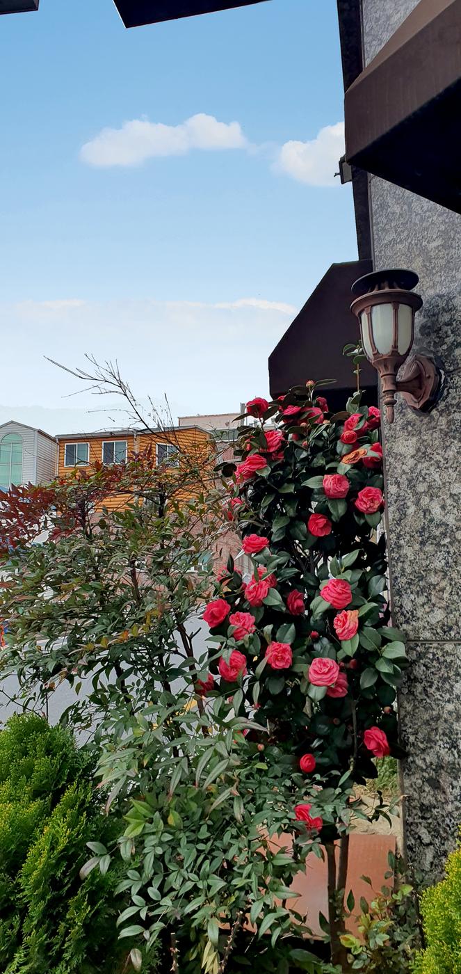 그래도 봄은 온다 반드시0