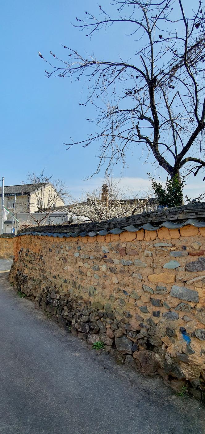 그래도 봄은 온다 반드시0